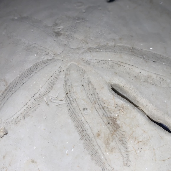 Flat sea urchin or sand dollar #4. - Picture 5 of 8